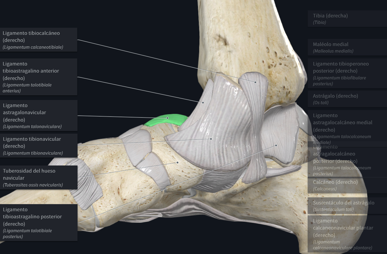 Partes del tobillo - Esguince de tobillo interno
